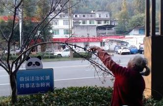 拉弯树枝摘果实