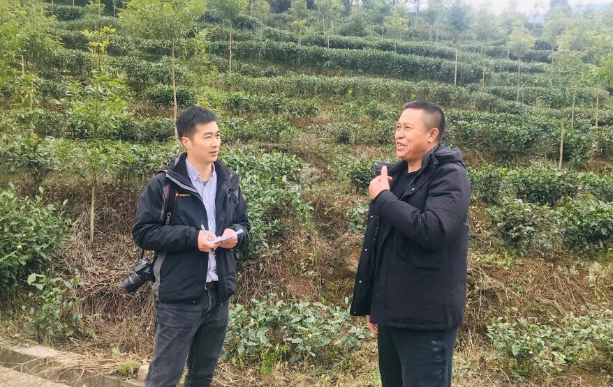 高山云海茶飘香  彝族同胞同奔康
