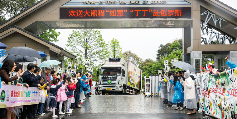 时隔62年 大熊猫再从雅安赴俄罗斯